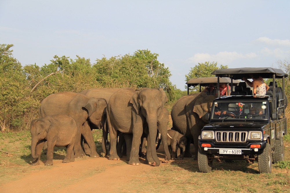 Our Wildlife Safari At Udawalawe National Park - Free Two Roam