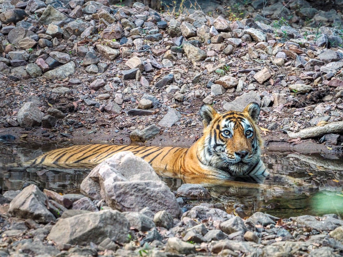 Tiger Cubs Play Fighting : Tiger Sighting Ranthambore India 